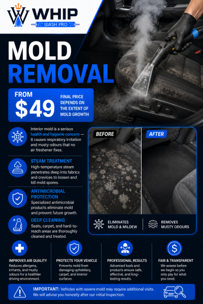 Professional car interior mold removal and steam treatment service in Mississauga